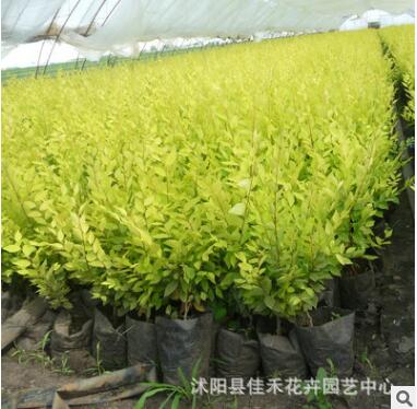 优质金叶榆树苗批发 金叶榆树行道树 耐寒耐旱庭院绿化苗木规格全图2
