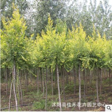 优质金叶榆树苗批发 金叶榆树行道树 耐寒耐旱庭院绿化苗木规格全图3