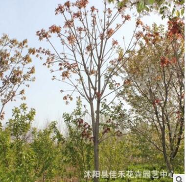 平安树苗 正宗菩提树苗批发 金刚菩提苗 成活率高 绿化乔木规格全图3