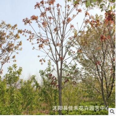 平安树苗 正宗菩提树苗批发 金刚菩提苗 成活率高 绿化乔木规格全图2