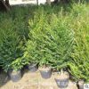 厂家直供南方红豆杉 室内红豆杉盆栽植物 可净化空气 常绿树苗