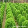 批发桧柏小苗 四季常青绿化桧柏小苗 规格齐全 根系发达
