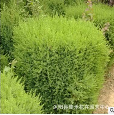 批发桧柏小苗 四季常青绿化桧柏小苗 规格齐全 根系发达图2