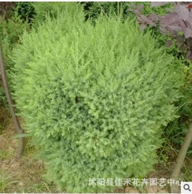 批发桧柏小苗 四季常青绿化桧柏小苗 规格齐全 根系发达图3