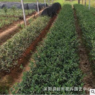 基地直销茶梅花苗 茶梅苗 芳香花卉 工程绿化苗木图2