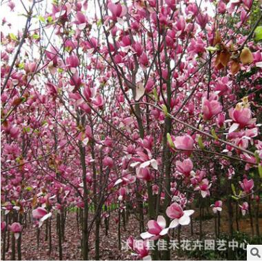 基地直销 供应红玉兰 工程绿化苗木红玉兰 规格齐全 庭院种植图2