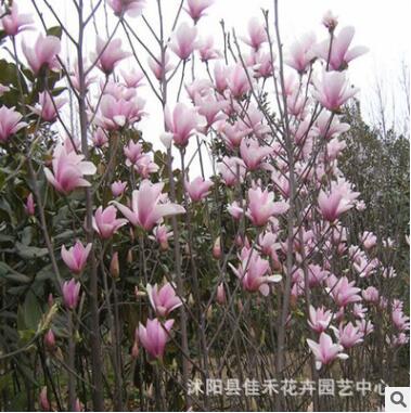 基地直销 供应红玉兰 工程绿化苗木红玉兰 规格齐全 庭院种植图3