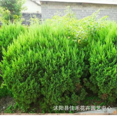 嫁接龙柏苗 基地直销工程绿化龙柏苗 园林道路绿化图2