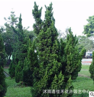 嫁接龙柏苗 基地直销工程绿化龙柏苗 园林道路绿化图3