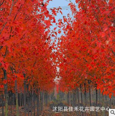 基地直销红枫 程美国红枫树小苗 秋火焰图2