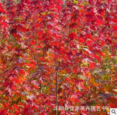 基地直销红枫 程美国红枫树小苗 秋火焰图3