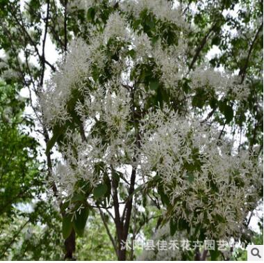 优质流苏树苗批发 工程绿化苗木 存活率高图3