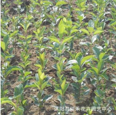 优质流苏树苗批发 工程绿化苗木 存活率高图2