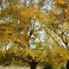 银杏树供应胸径18-20树高7-8米冠幅4-4.5米的直生银杏