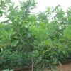 合水县兴园绿化 核桃树60-200cm