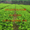 各种规格 杜鹃