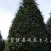 红豆杉