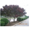 大自然紫叶李