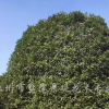 桂花