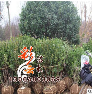 基地卫茅球批发 蓬径0.8-1 量大优惠 卫茅球价格 绿化球类卫茅球图1