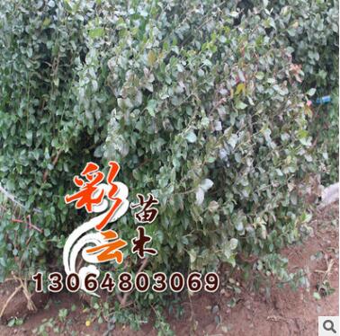 基地卫茅球批发 蓬径0.8-1 量大优惠 卫茅球价格 绿化球类卫茅球图2
