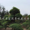 细叶女贞