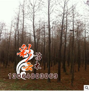 落羽杉树苗批发 工程苗 规格齐全 落羽杉价格图2