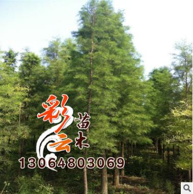 落羽杉树苗批发 工程苗 规格齐全 落羽杉价格图1