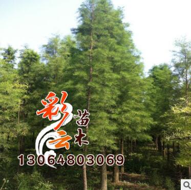 落羽杉树苗批发 工程苗 规格齐全 落羽杉价格图3