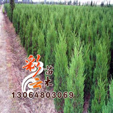 北京桧批发 高2m 量大优惠 北京桧地被绿化图1