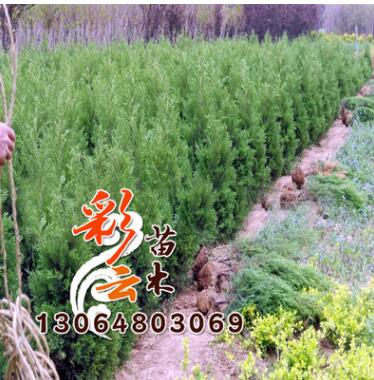 北京桧批发 高2m 量大优惠 北京桧地被绿化图2