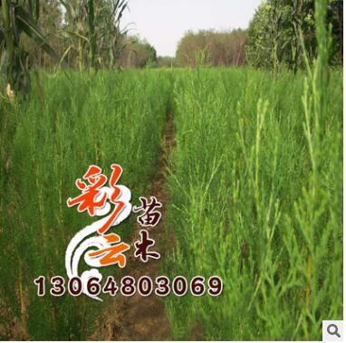 北京桧批发 高2m 量大优惠 北京桧地被绿化图3
