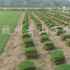 供应麦冬、金边麦冬、果岭草、百慕大、马尼拉
