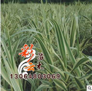 供应水生植物-花叶芦苇，又名斑叶芦竹,彩叶芦竹图2