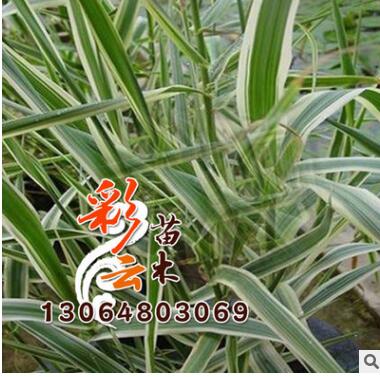 供应水生植物-花叶芦苇，又名斑叶芦竹,彩叶芦竹图3