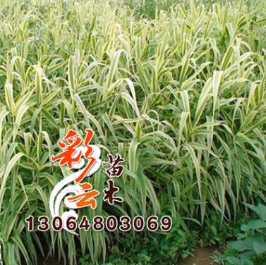 供应水生植物-花叶芦苇，又名斑叶芦竹,彩叶芦竹图1