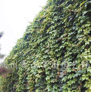 供应扶芳藤、常春藤、爬墙虎、花叶蔓、凌霄、油麻藤图3