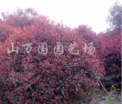 供应红花继木、金森女贞球、红叶石楠球、大叶黄杨球图2
