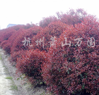 供应红花继木、金森女贞球、红叶石楠球、大叶黄杨球图3