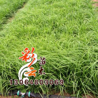 水生植物 狼尾草苗批发图1