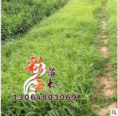 水生植物 狼尾草苗批发图2