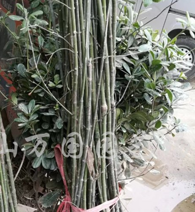 供应D1-D4公分青枫10万株图3