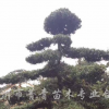 罗汉松