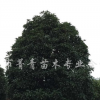 八月桂