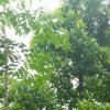 杜英