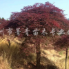 羽毛枫