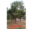 山东菏泽山东国槐供应8-10公分优质全冠国槐价格260元山东货源