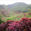 供应红枫，垂丝海棠，红豆杉，樱花，蓝莓，鸡爪槭