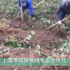 红心猕猴桃