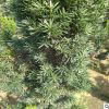 批发 曼地亚红豆杉南方红豆杉 盆栽四季常青清洁空气